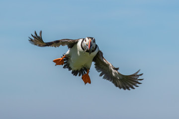 Puffing landing with a mouthful of fish