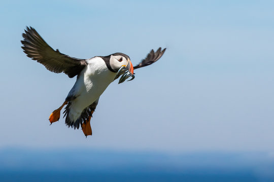 Puffing Landing With A Mouthful Of Fish