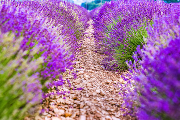 Fototapeta na wymiar Provence, France. Close-up blooming lavender in Provence in France - strict rows of planted lavender herbs. Violet color in nature.