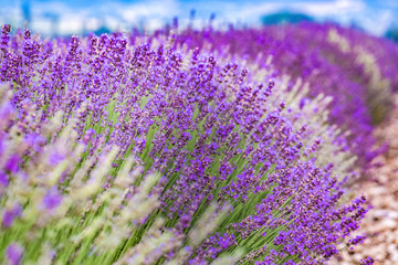 Provence, France. Close-up blooming lavender in Provence in France - strict rows of planted lavender herbs. Violet color in nature.