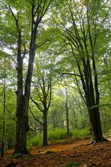 Fototapeta premium Beech Forest After the Rain