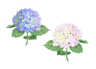 Vector highly detailed realistic illustration of two hydrangea flowers isolated on white. Good for wedding floral design, greeting cards.