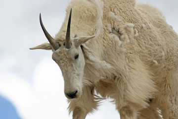 Portrait of Mountain Goat, Colorado