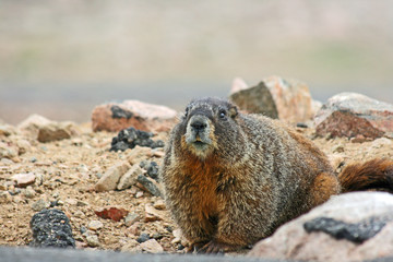 Marmot, Colorado