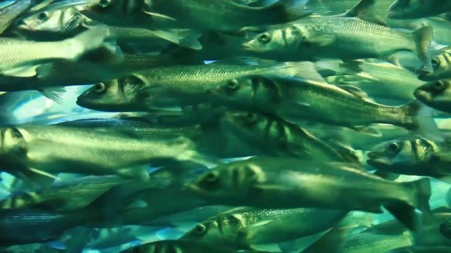herring - a large flock of fish under the water