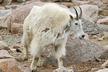 Mountain Goat shedding wool , Colorado