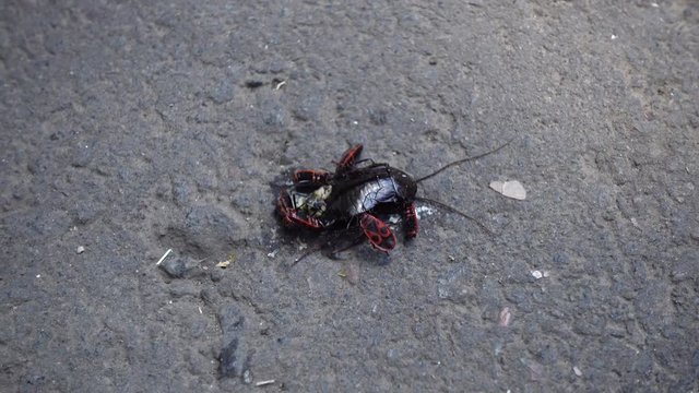 The bug soldier is eating a dead cockroach. Bedbugs attacked the cockroach. Food chain in nature. The bug is involved in the food chain.
