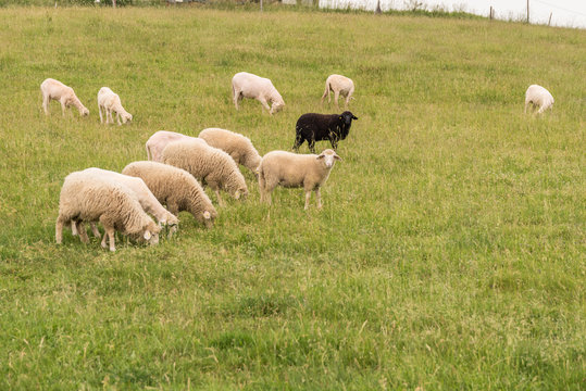 Schwarzes Schaf bei weisser Herde
