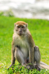 Naklejka na ściany i meble Crab-eating macaque sitting on the ground in Bukit Lawang, Sumatra, Indonesia