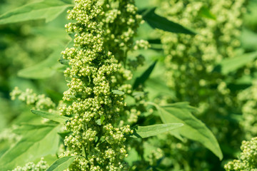 Grüne Quinoa Pflanze. Chenopodium Quinoa im Sommer.  Blühendes Quinoa.