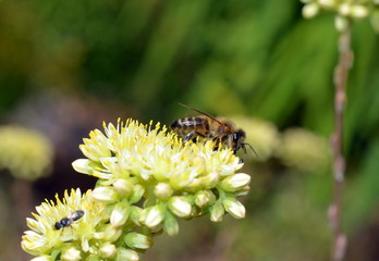 Biene auf einer Blüte