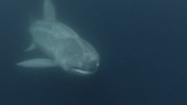 A rare Basking Shark swimming through blue waters.