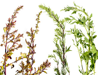 Artemisia vulgaris and Chenopodium album and Atriplex - garden orache common weed - isolated on a white background - obrazy, fototapety, plakaty