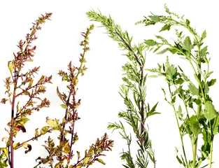 Fotobehang Artemisia vulgaris and Chenopodium album and Atriplex - garden orache common weed - isolated on a white background © Vera Kuttelvaserova