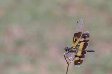 Dragonfly in nature background.