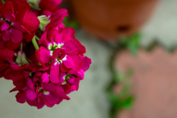 motley pink flowers on a branch close-up