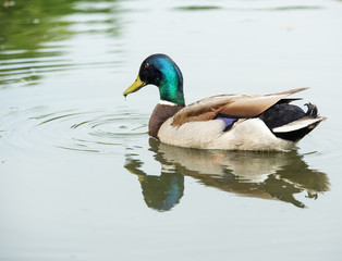 duck 3