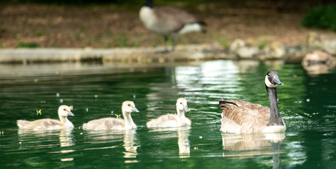 duck family