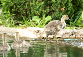 baby ducks