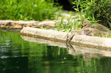 baby ducks 2