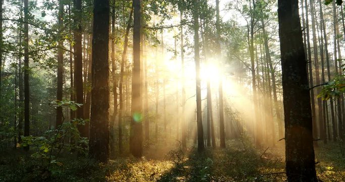 Sun rays and organic flares of a sun shining through the trees in a foggy natural forest - time lapse