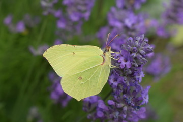 Yellow butterfly enjoying flower nectar