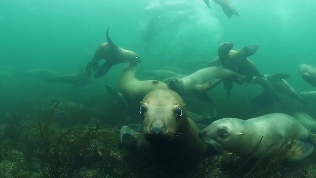 Scuba diving with frisky steller sea lions.