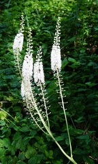 Black Cohosh