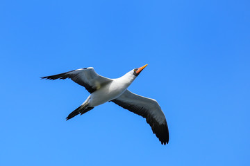 Nazca booby in flight on Espanola Island, Galapagos National park, Ecuador.