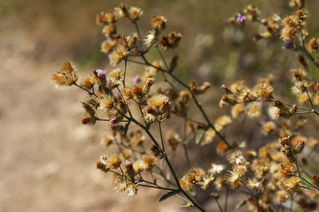 Country Flower