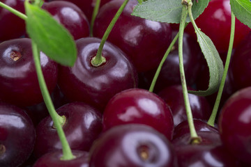 White plate of ripe cherries
