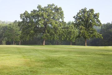 Fototapeta na wymiar Mature oak trees and grass in a park on a misty summer morning