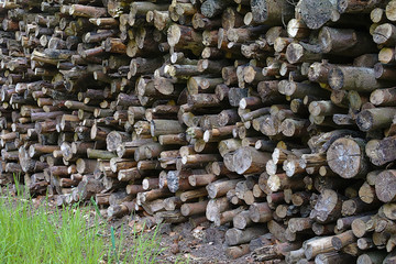 Pile of wood in the forest