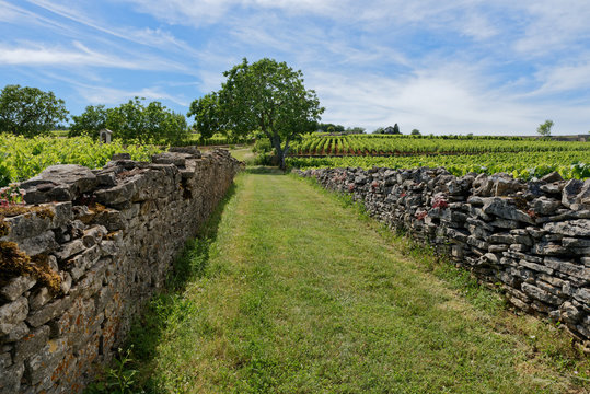 Chemin entouré de deux murs en pierre sèches monte vers le vignoble