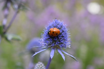 Orange ladybird on a blue flower
