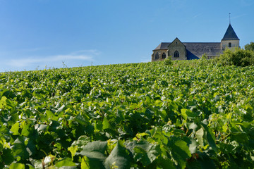 Fototapeta na wymiar Premier plan vigne de Champagne, arrière-plan église Chavot-Courcourt sur fond de ciel bleu