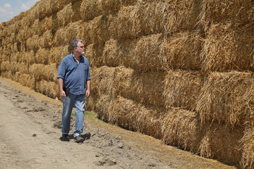 Naklejka na ściany i meble Farmer or agronomist examining bale of packed straw at big pile in a wheat field after harvest