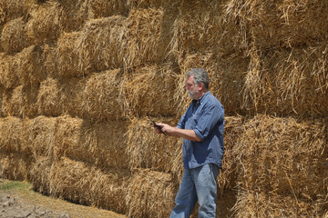 Naklejka na ściany i meble Farmer examining bale of packed straw at big pile in a wheat field after harvest using tablet
