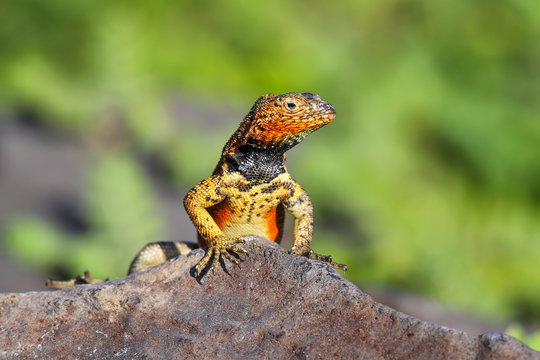 Male Hood lava lizard on Espanola Island, Galapagos National park, Ecuador