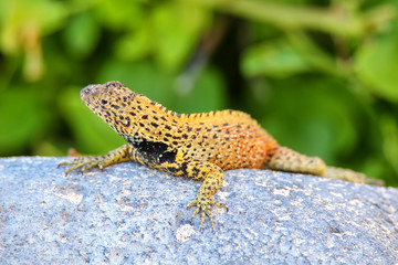Fototapeta premium Male Hood lava lizard on Espanola Island, Galapagos National park, Ecuador