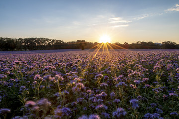 panorama sunset over a field of scorpionweed