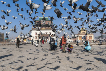 Tauben flattern auf dem Platz vor dem Gandankloster in Ulan Bator, der Hauptsatdt der Mongolei umher