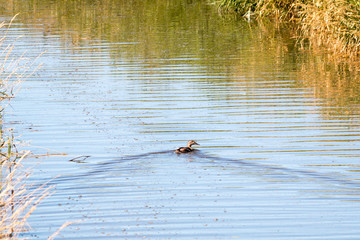 single duck on a small stream