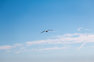single seagull in the blue sky