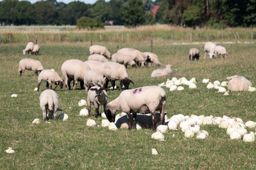 Sheep in the meadow while eating