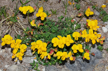 ciuffo di fiori gialli (Lotus corniculatus)