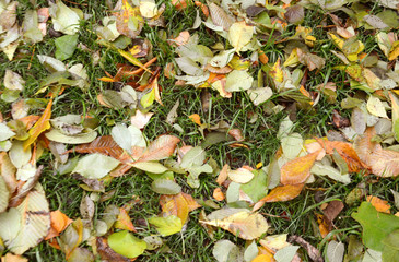 autumn withered leaves on green grass 