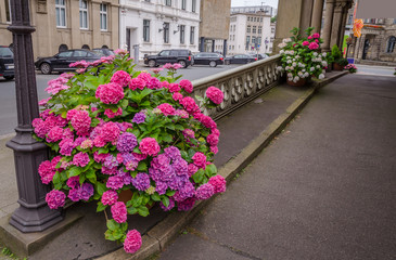 Fototapeta na wymiar Pink Hydrangea flower
