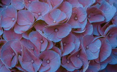 Purple Hydrangea flower
