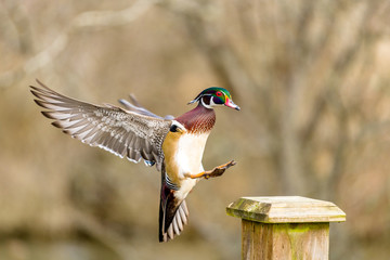 Male wood duck about to touch down on post